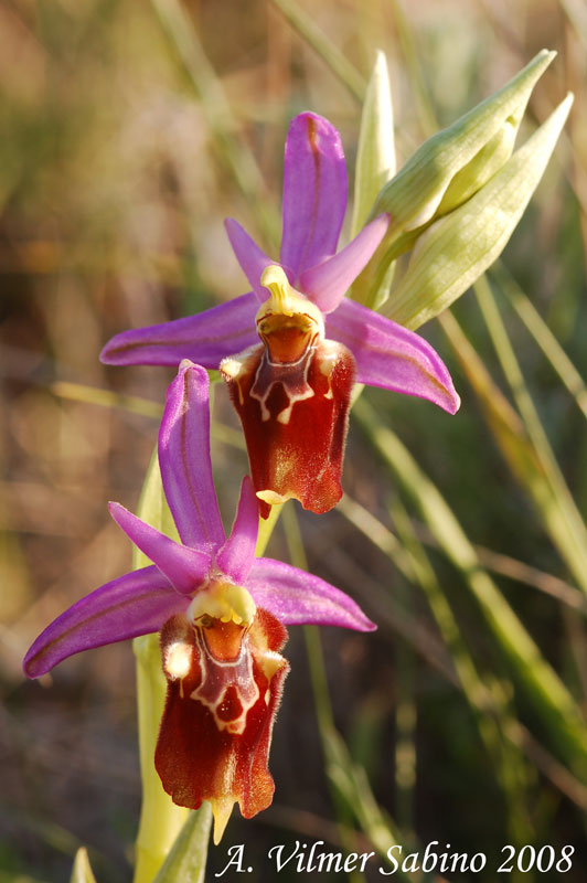 Ophrys apulica