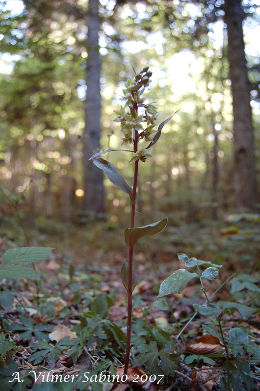 Epipactis pollinensis