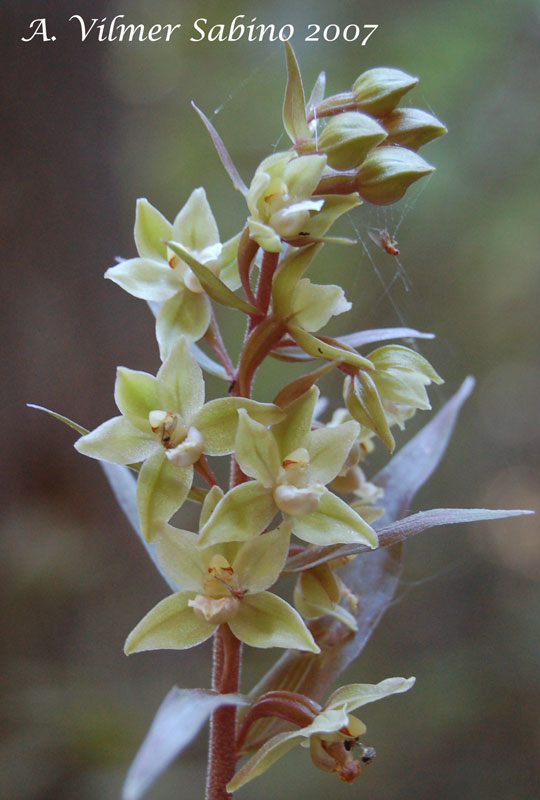 Epipactis pollinensis