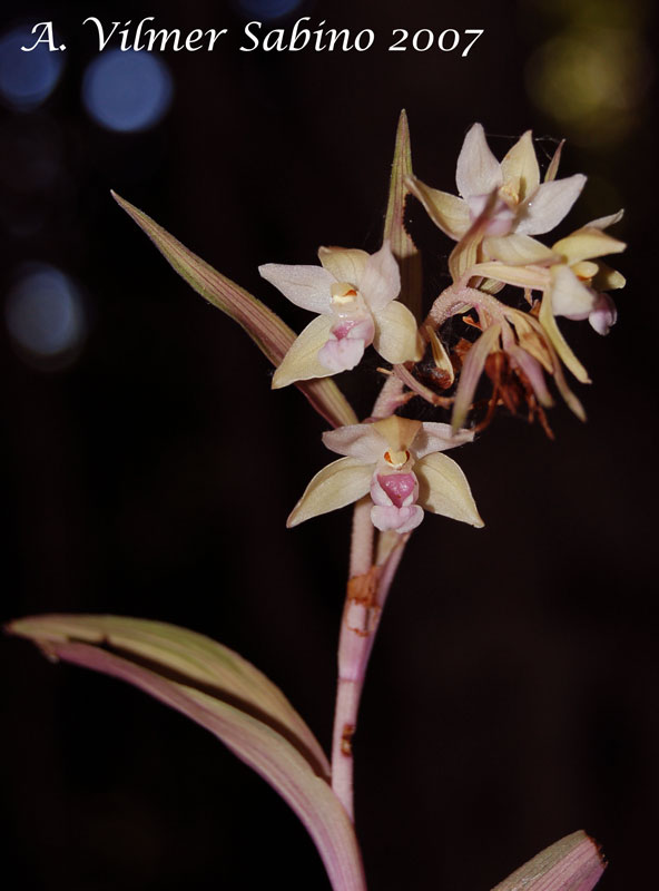 Epipactis pollinensis