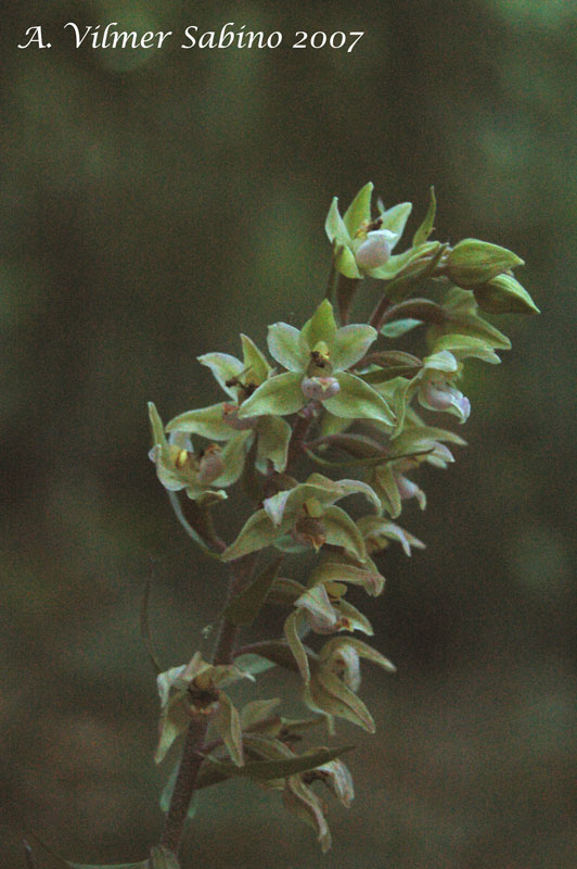 Epipactis pollinensis