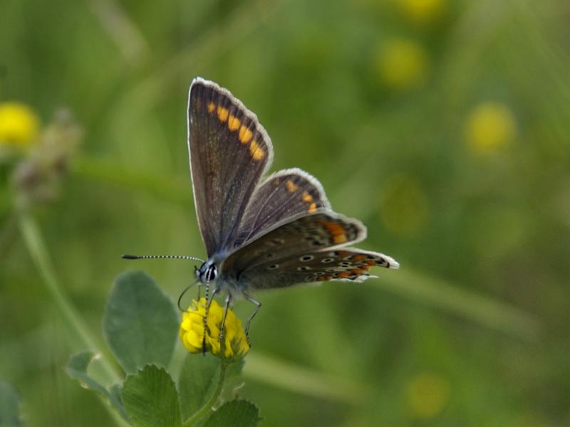 Farfalle del Tirolo