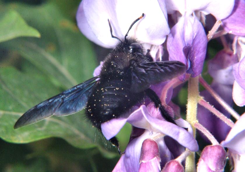 Xylocopa iris, non la violacea? No. Andrena sp.