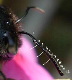 Xilocopa violacea .... un classico