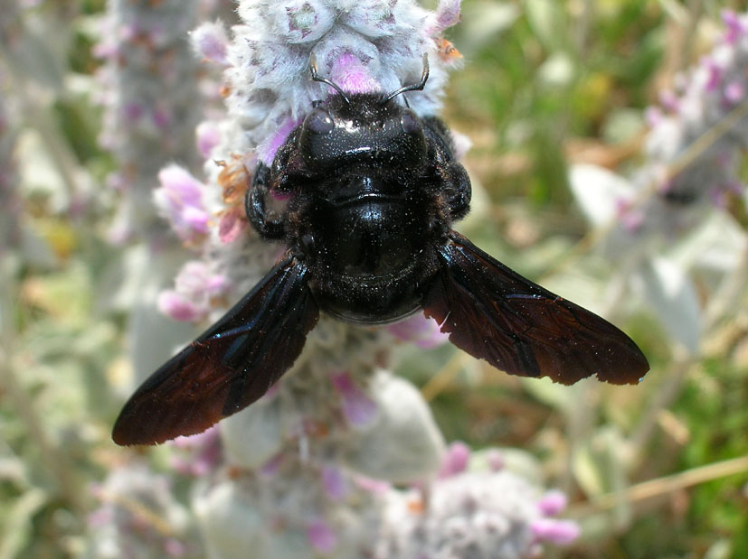 Xylocopa iris, non la violacea? No. Andrena sp.