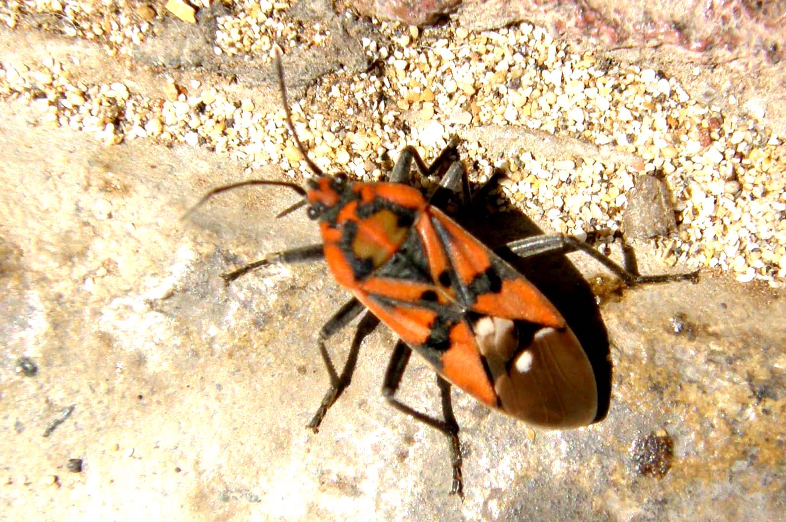 Spilostethus di Malta e delle Canarie