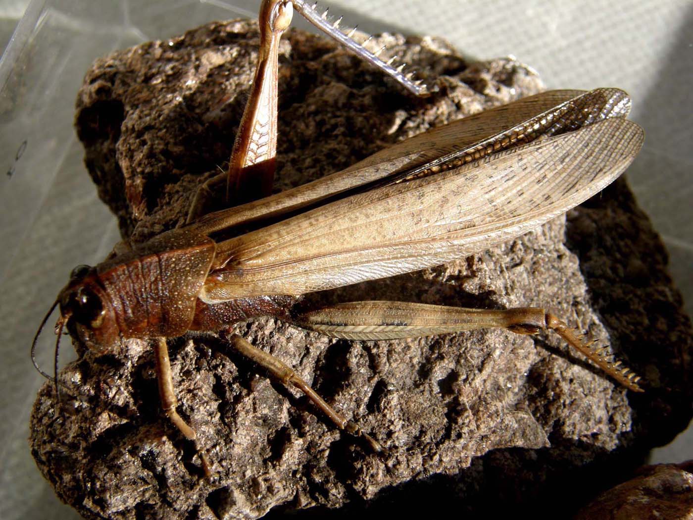 Cavalletta con occhio pesto: Anacridium aegyptium