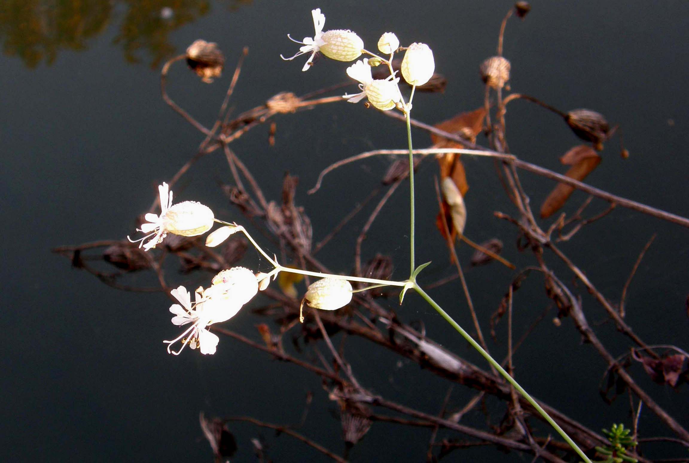 Silene flos-cuculi (Caryophyllaceae) e Myosotis sp. (Boraginaceae)