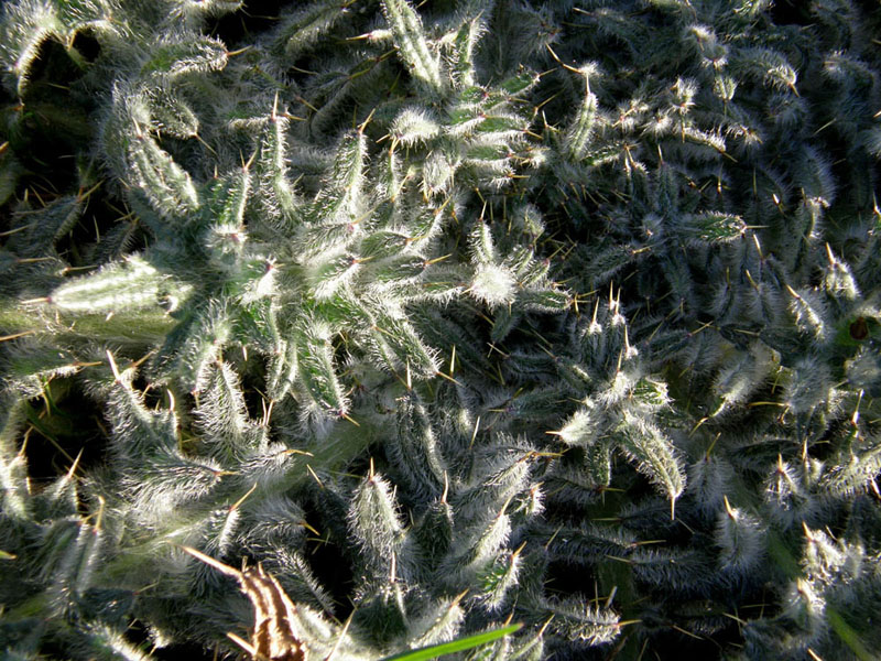 Cardamine hirsuta (Brassicaceae) e Eclipta prostrata (Asteraceae)