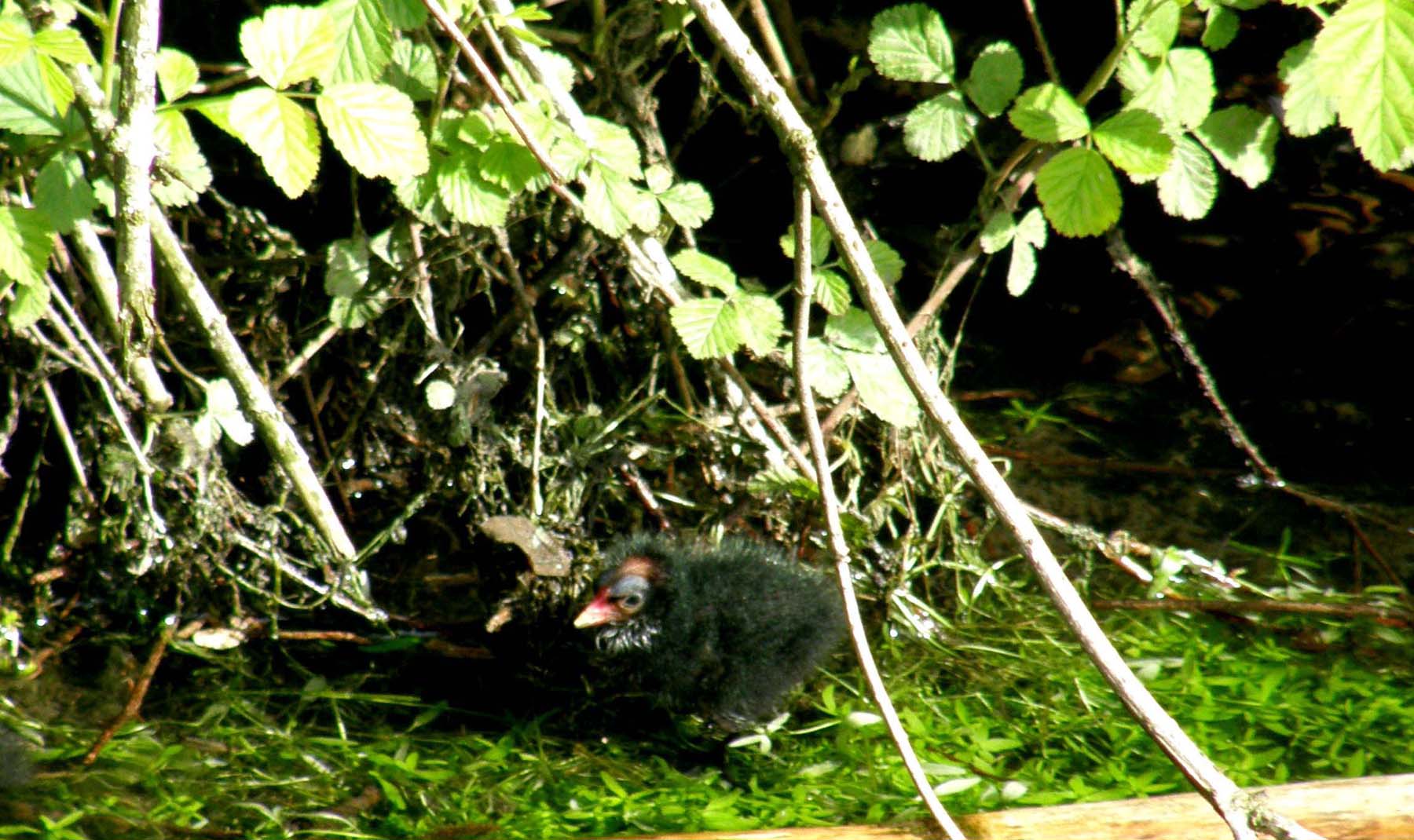 Ancora sulle gallinelle d''acqua milanesi