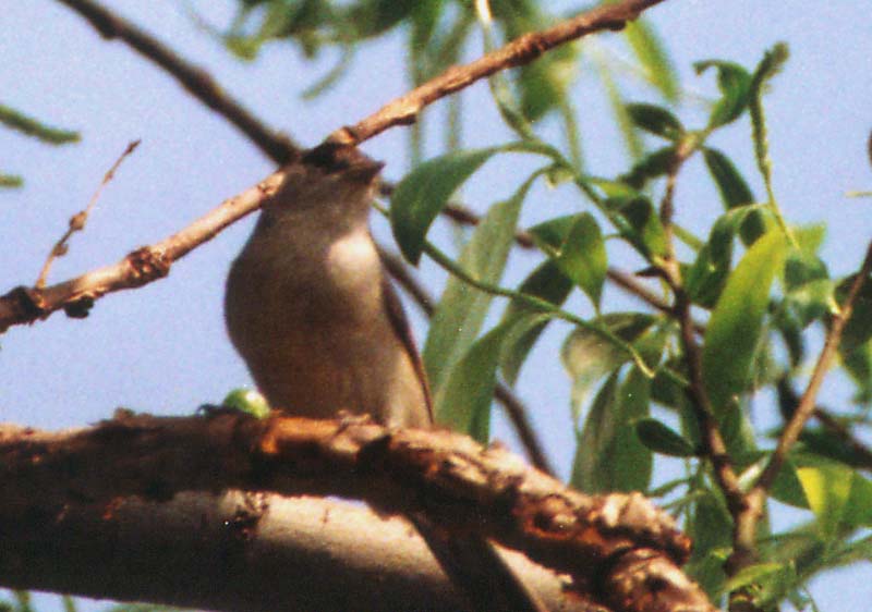 Piccoli passeracei