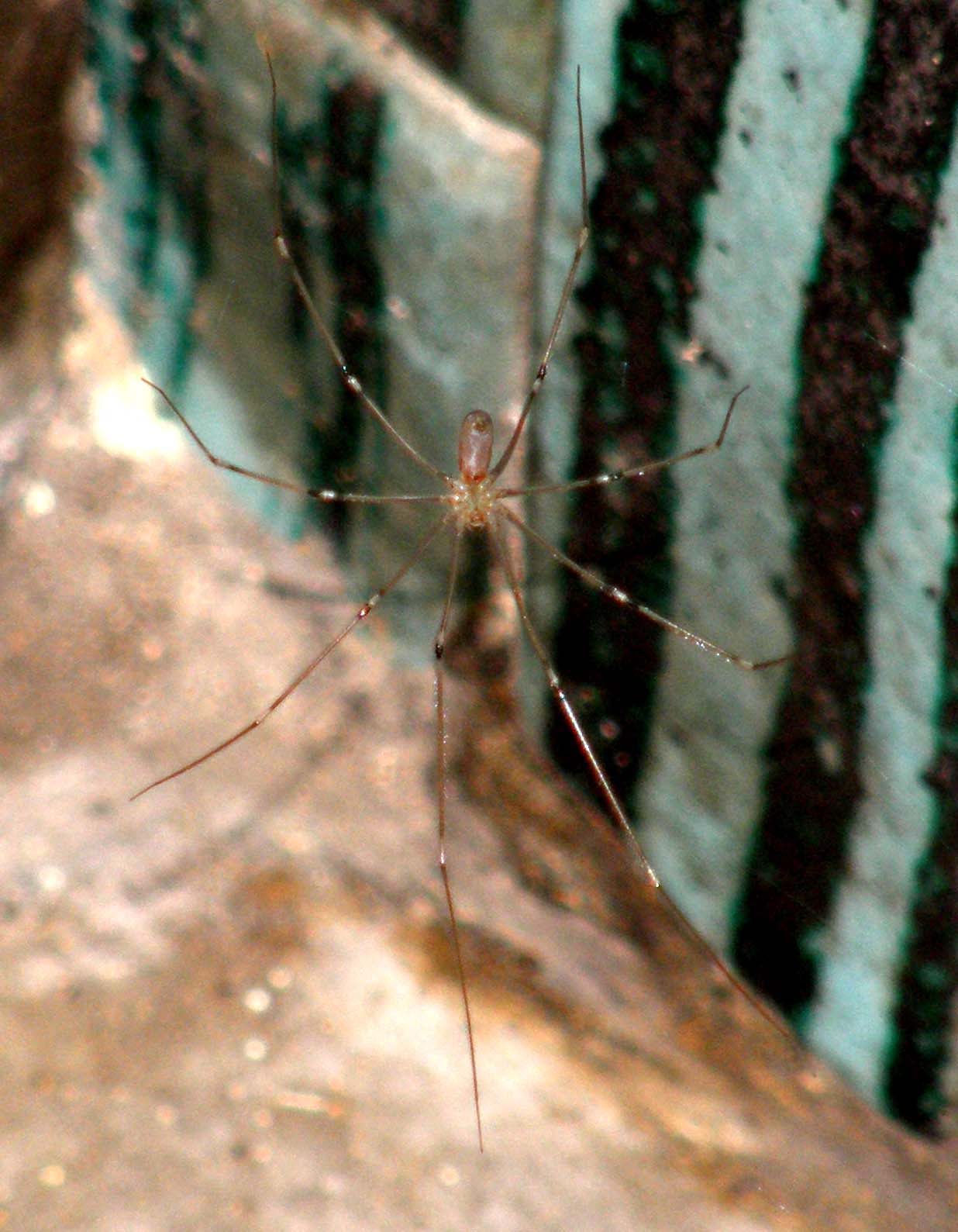 Pholcidae: Pholcus phalangioides