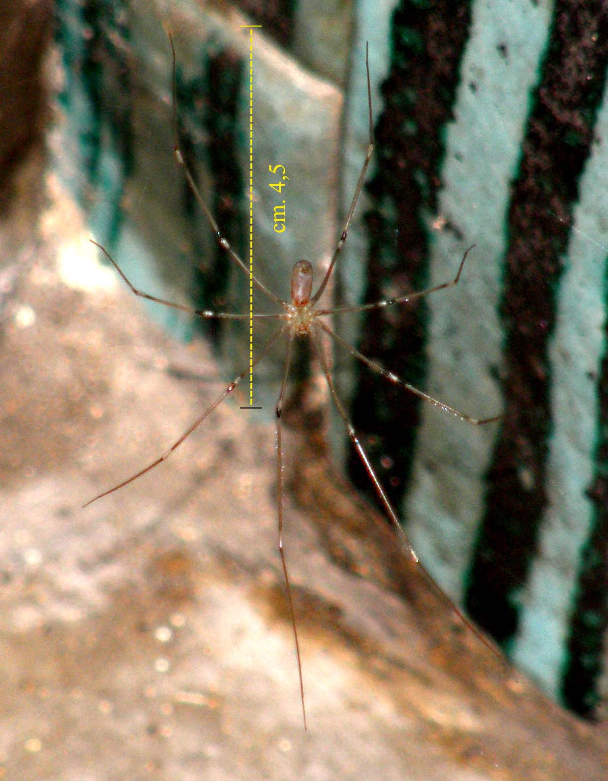 Pholcidae: Pholcus phalangioides