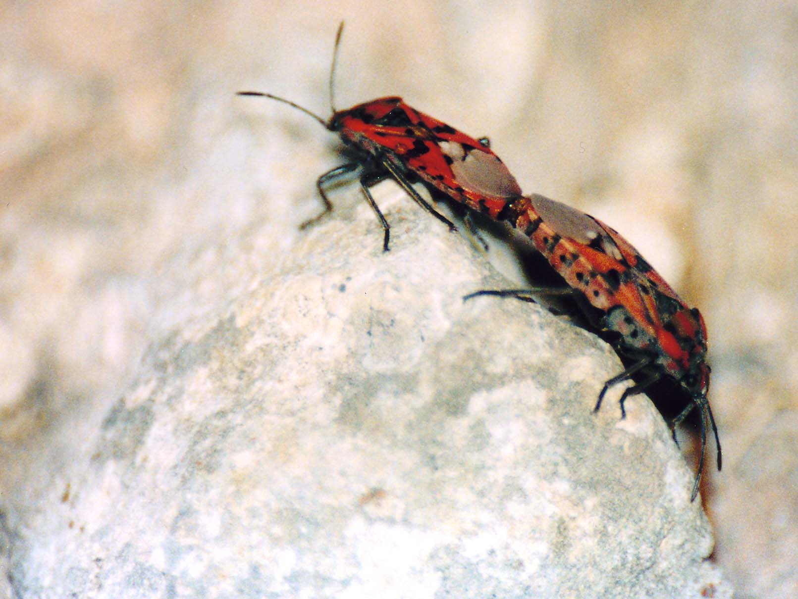 Spilostethus di Malta e delle Canarie