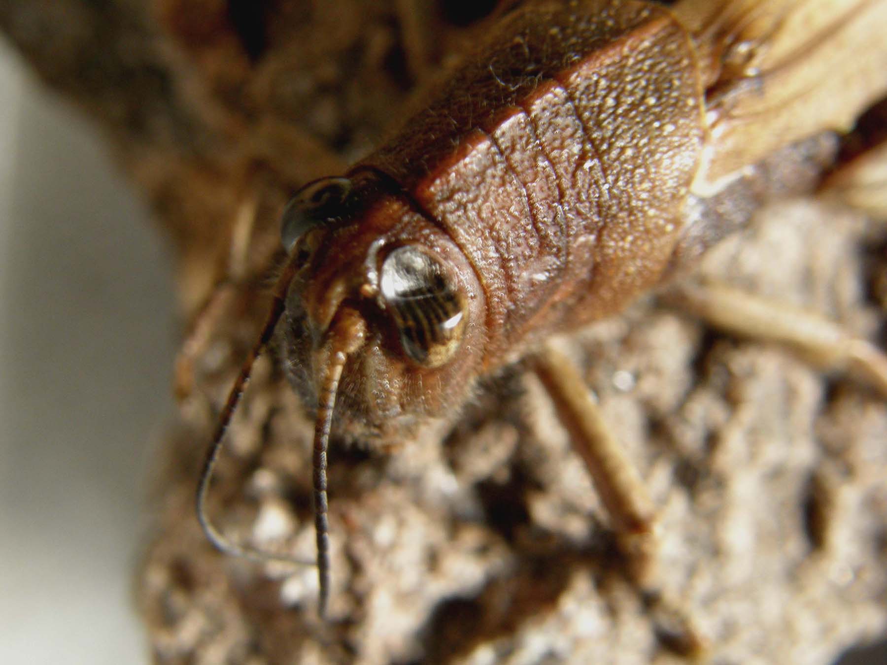 Cavalletta con occhio pesto: Anacridium aegyptium