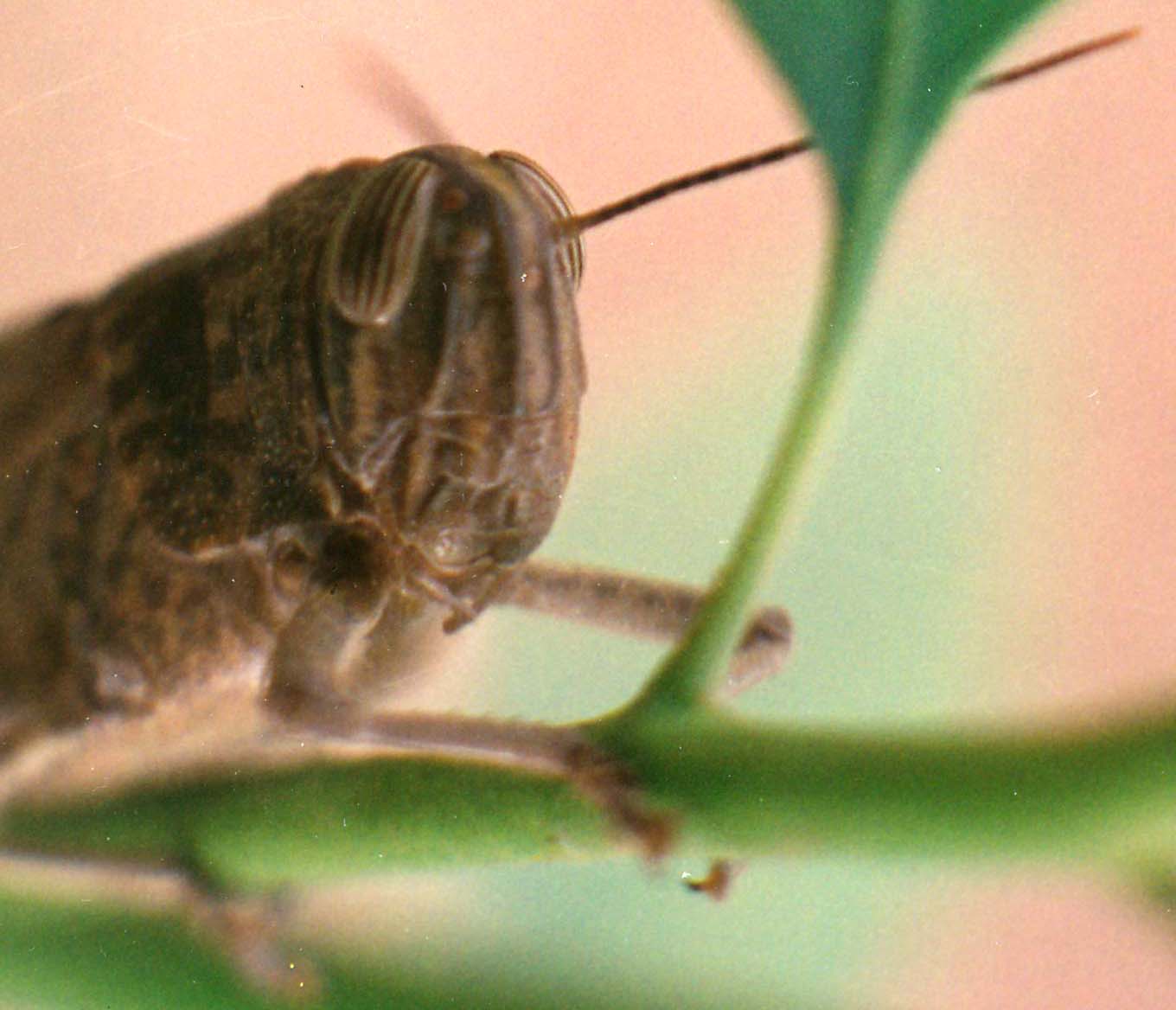 Cavalletta con occhio pesto: Anacridium aegyptium