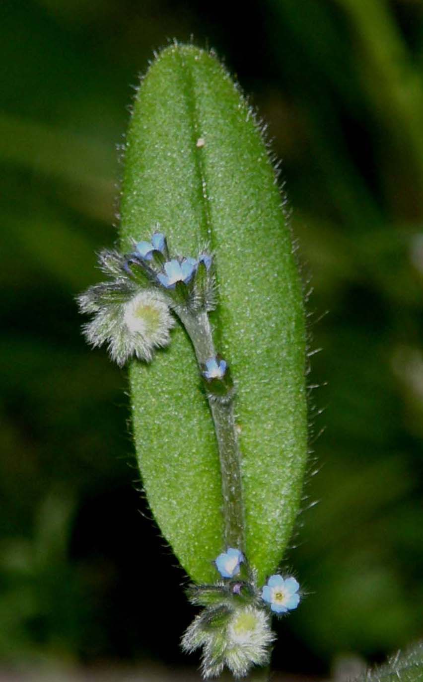 Silene flos-cuculi (Caryophyllaceae) e Myosotis sp. (Boraginaceae)