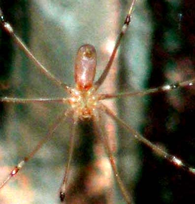 Pholcidae: Pholcus phalangioides