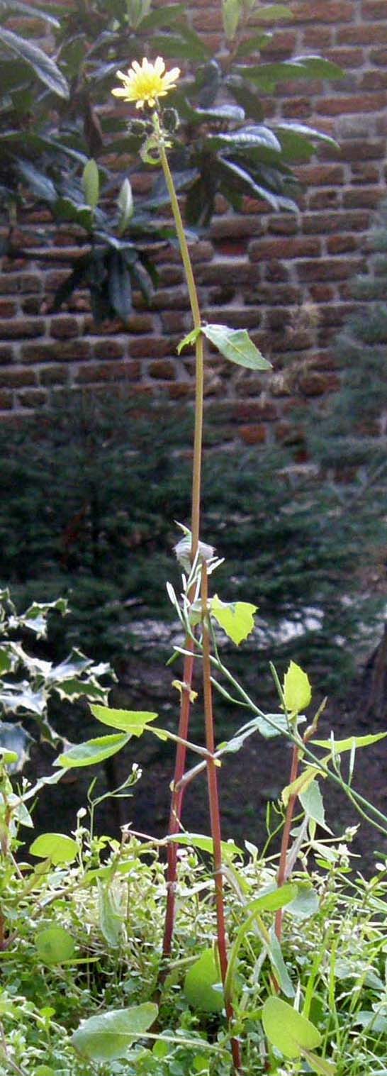 Asteracee campestri dal fiore giallo - Sonchus oleraceus