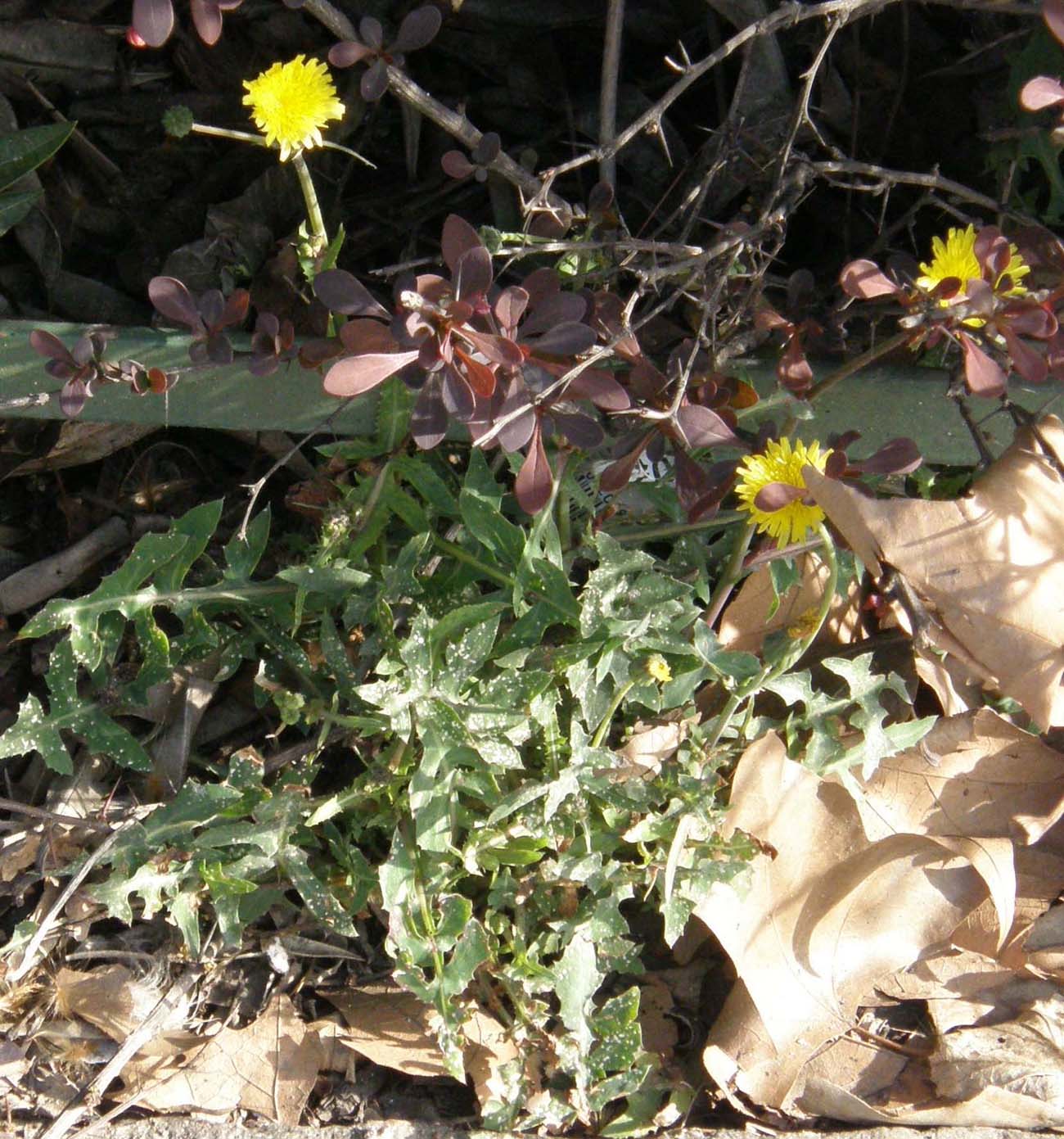 Asteracee campestri dal fiore giallo - Sonchus oleraceus