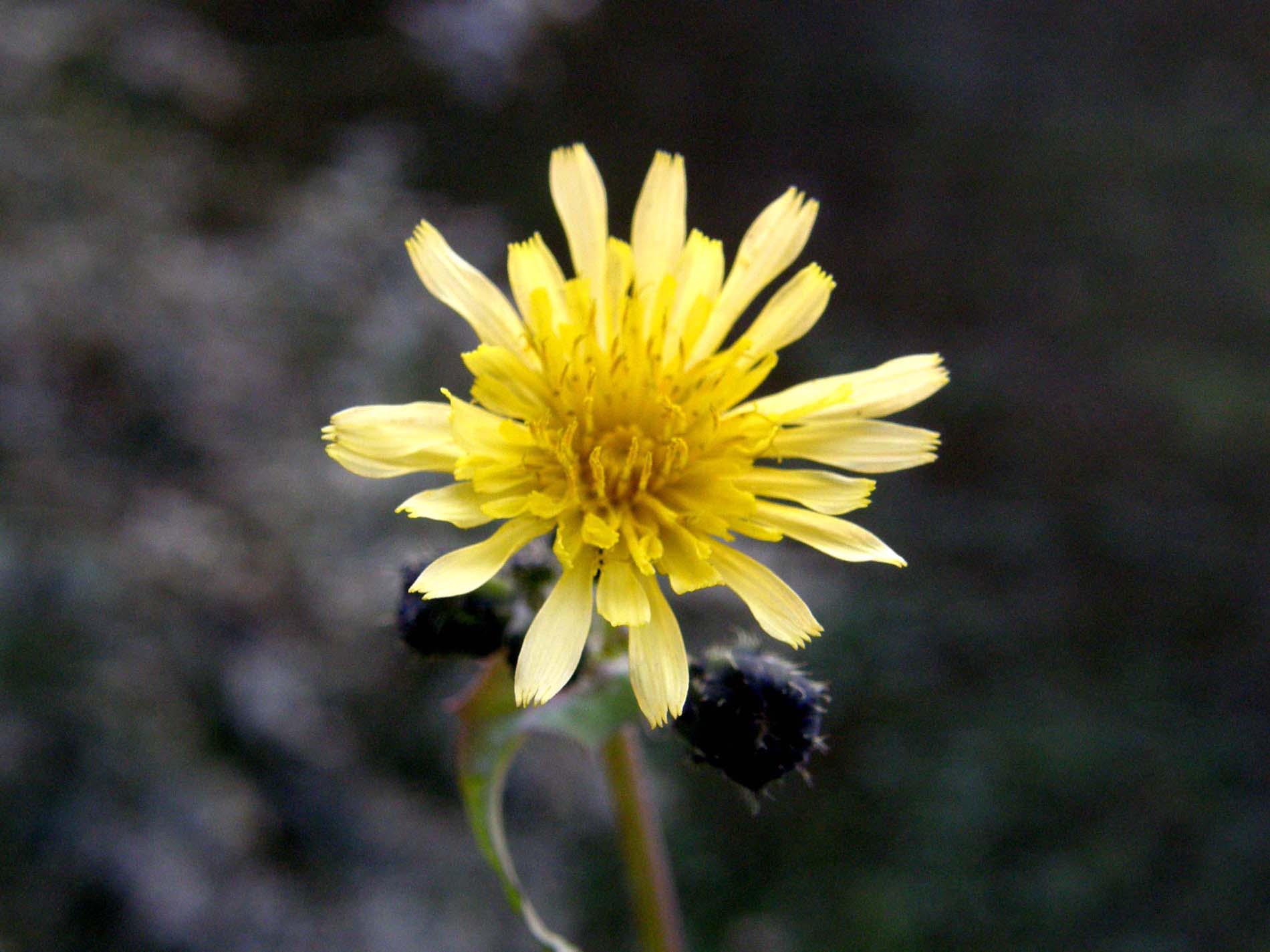 Asteracee campestri dal fiore giallo - Sonchus oleraceus