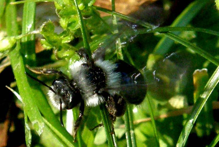 Sciame...milanese:   Andrena cineraria (Apidae Andreninae)