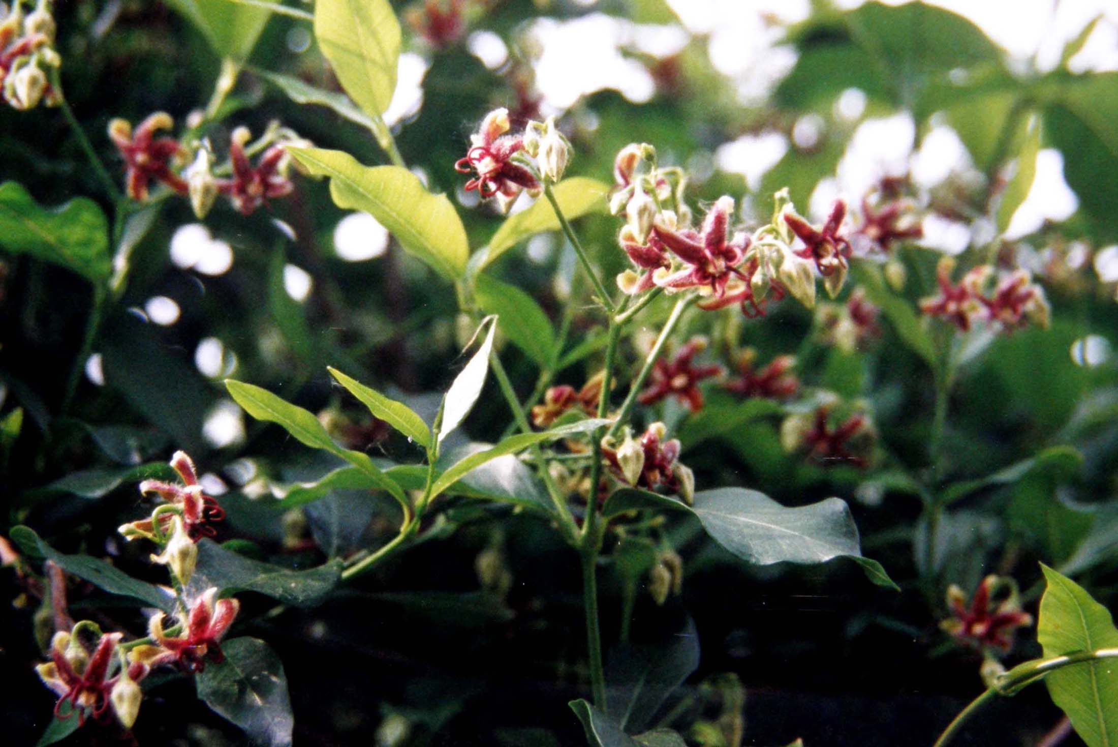 Periploca graeca e Anredera cordifolia