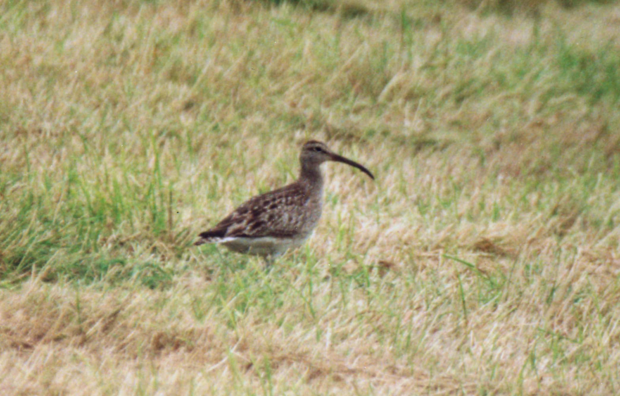 Chiurlo o giovane mignattaio? Chiurlo piccolo (Numenius phaeopus)