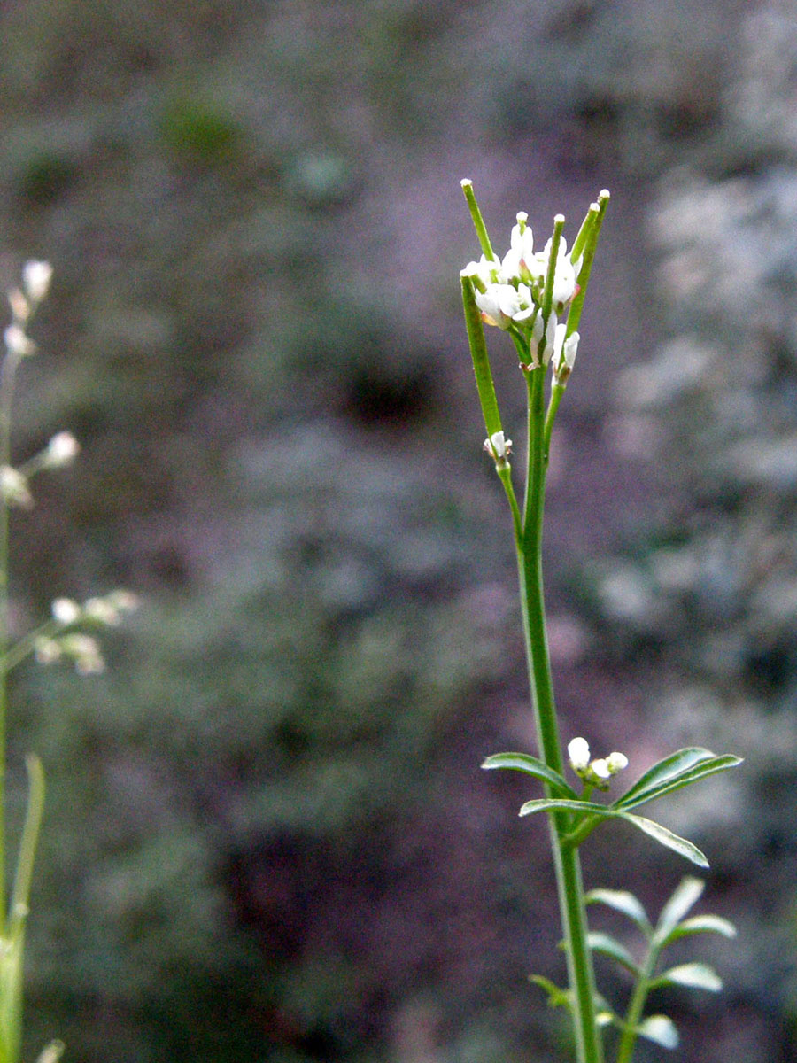 Cardamine hirsuta (Brassicaceae) e Eclipta prostrata (Asteraceae)