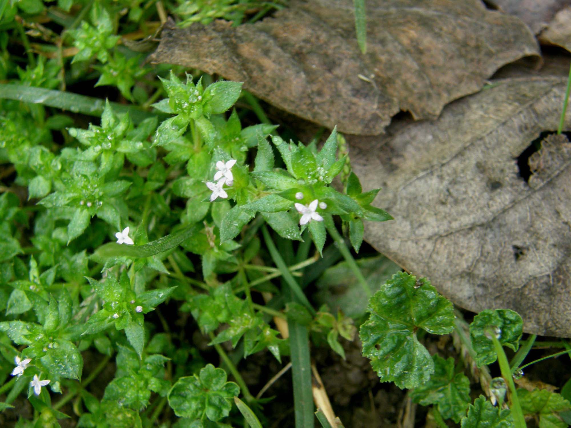 Sherardia arvensis / Toccamano