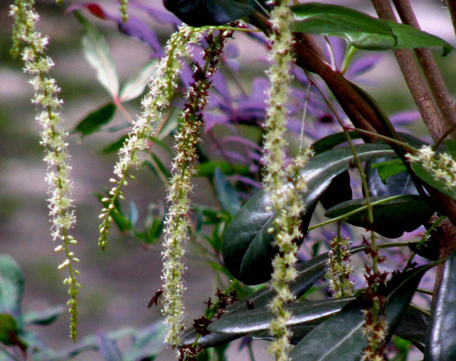 Periploca graeca e Anredera cordifolia