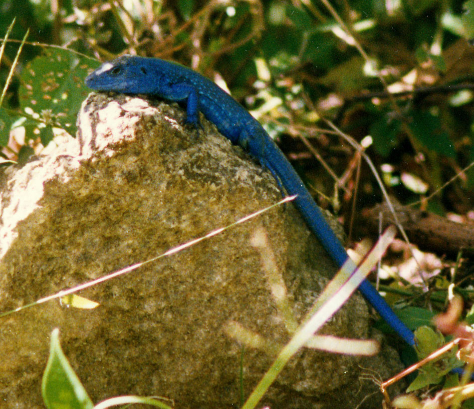 Sauri caraibici