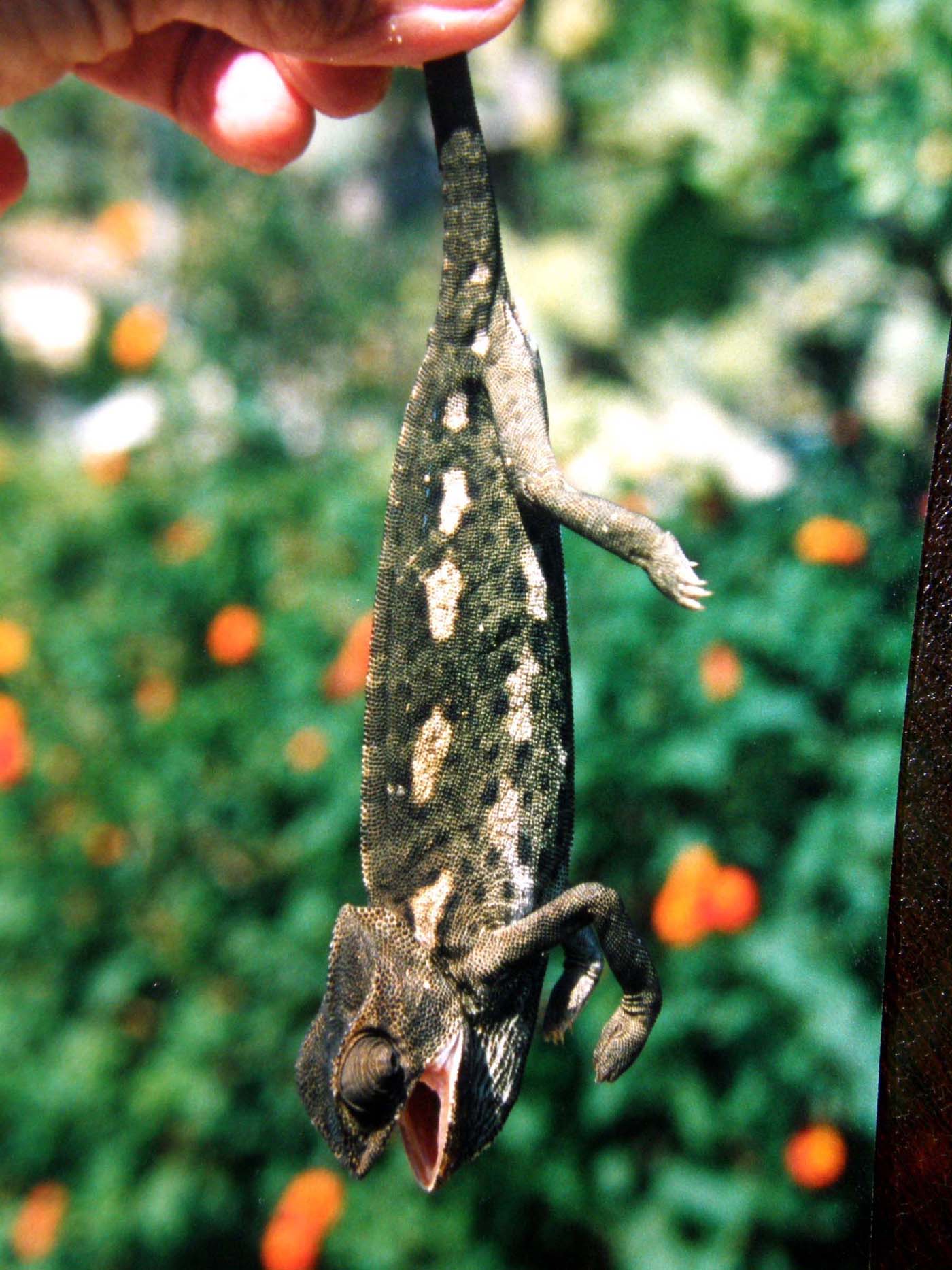 Camaleonti a Malta (Chamaeleo chamaeleon)