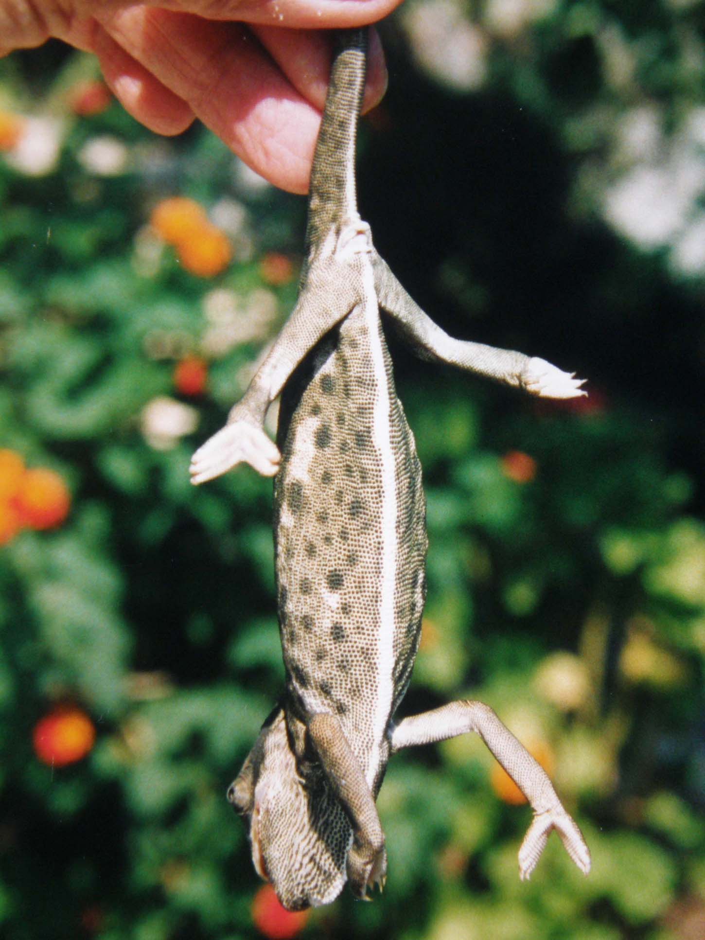 Camaleonti a Malta (Chamaeleo chamaeleon)