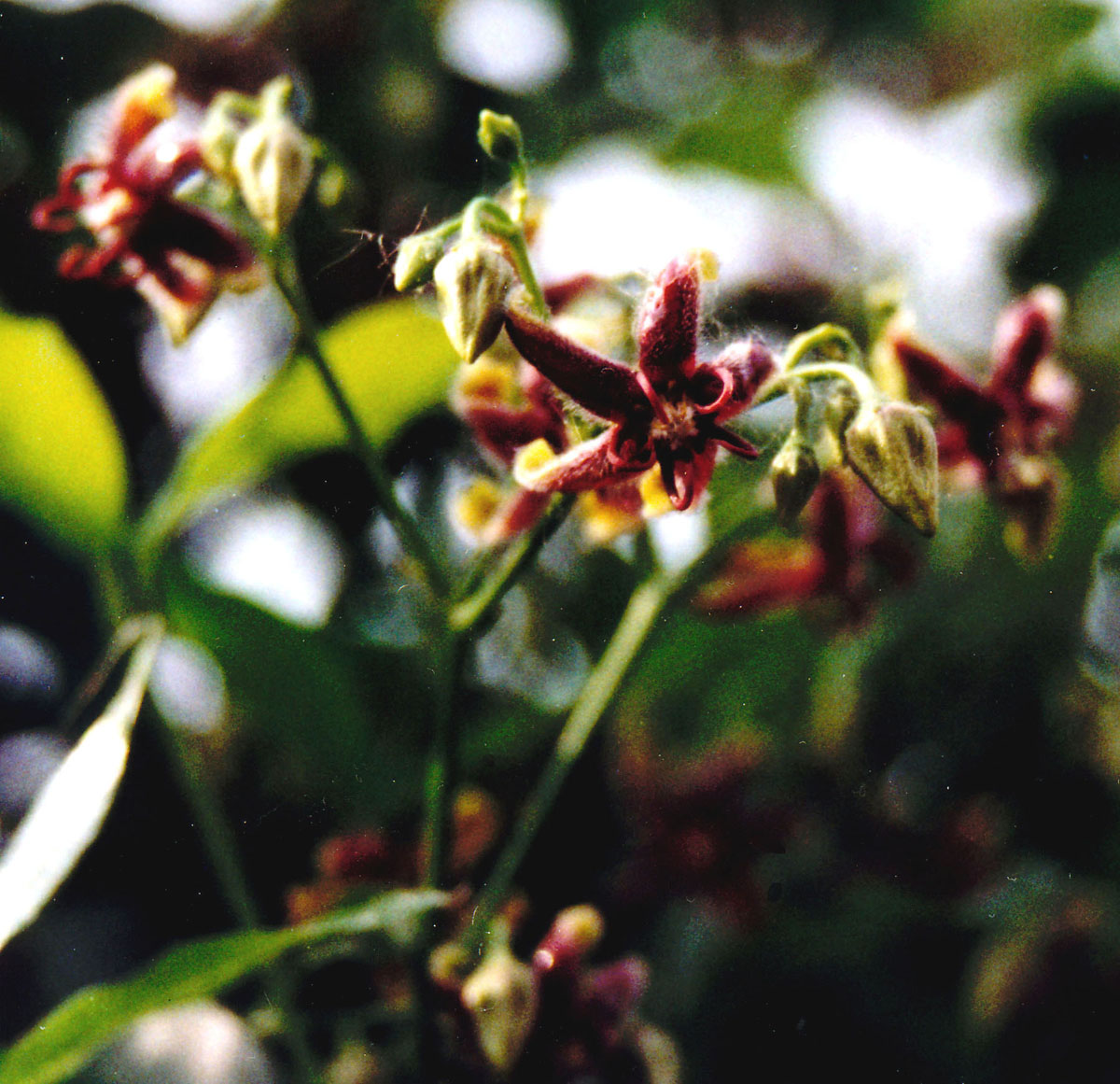 Periploca graeca e Anredera cordifolia