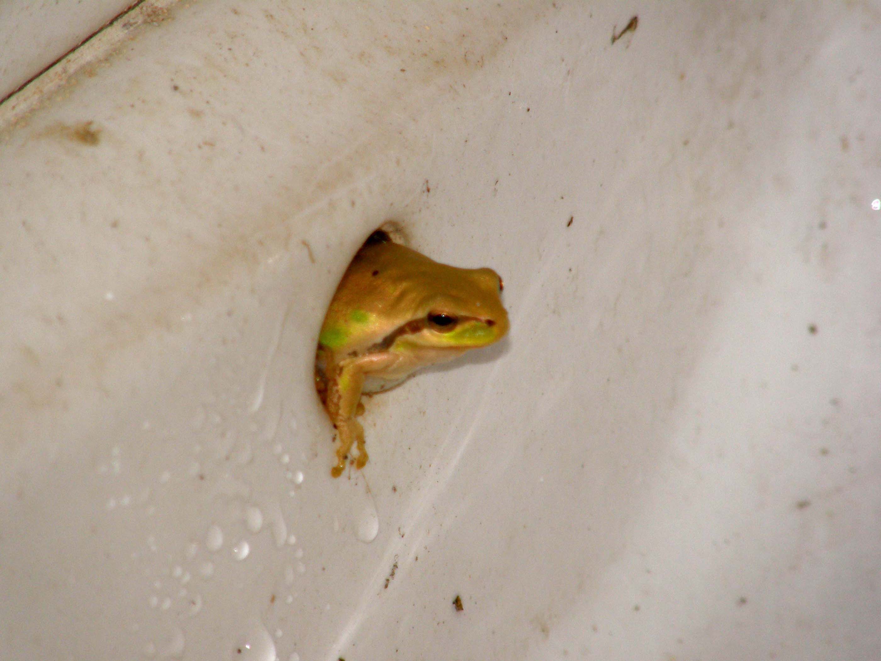 I colori delle raganelle - Hyla meridionalis