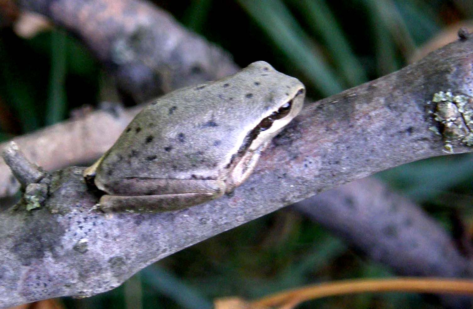 I colori delle raganelle - Hyla meridionalis