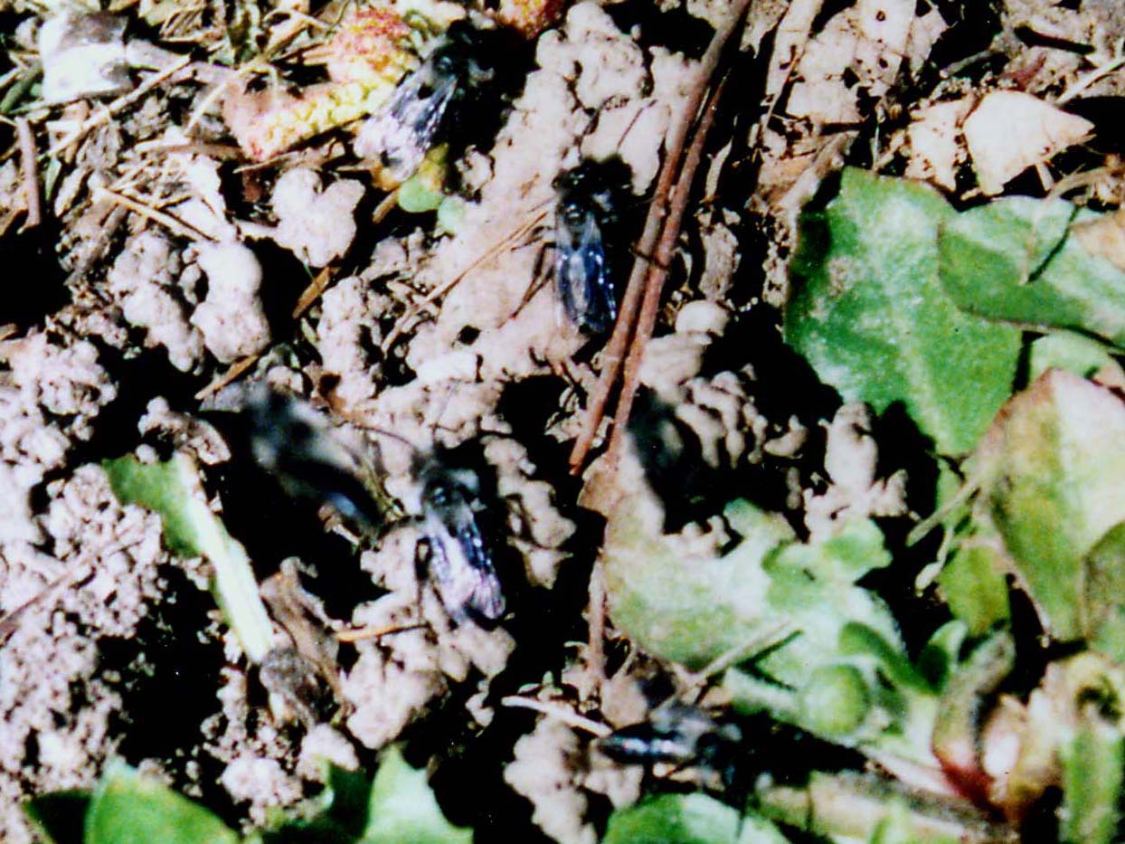 Sciame...milanese:   Andrena cineraria (Apidae Andreninae)