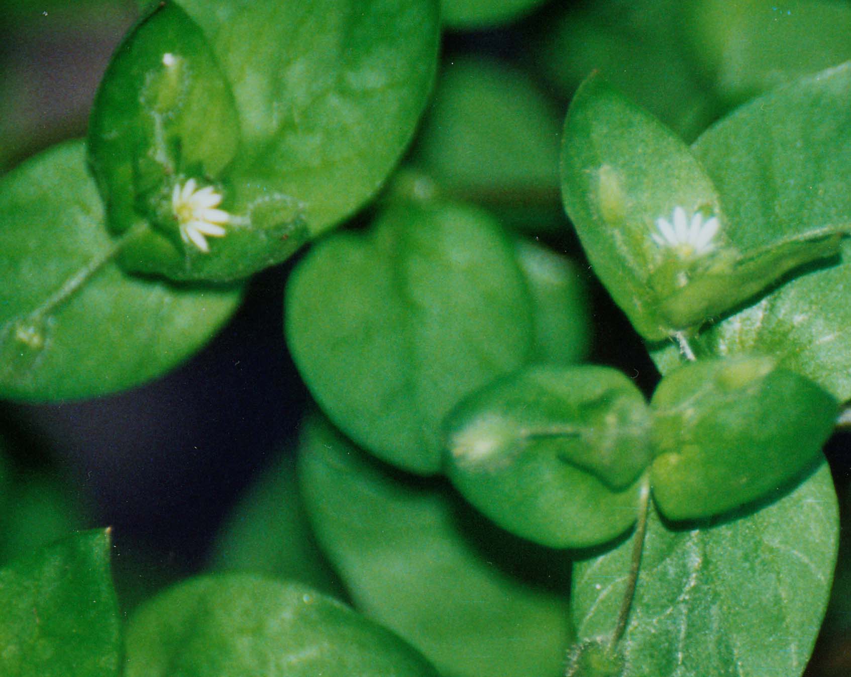 Stellaria pallida / Centocchio senza petali