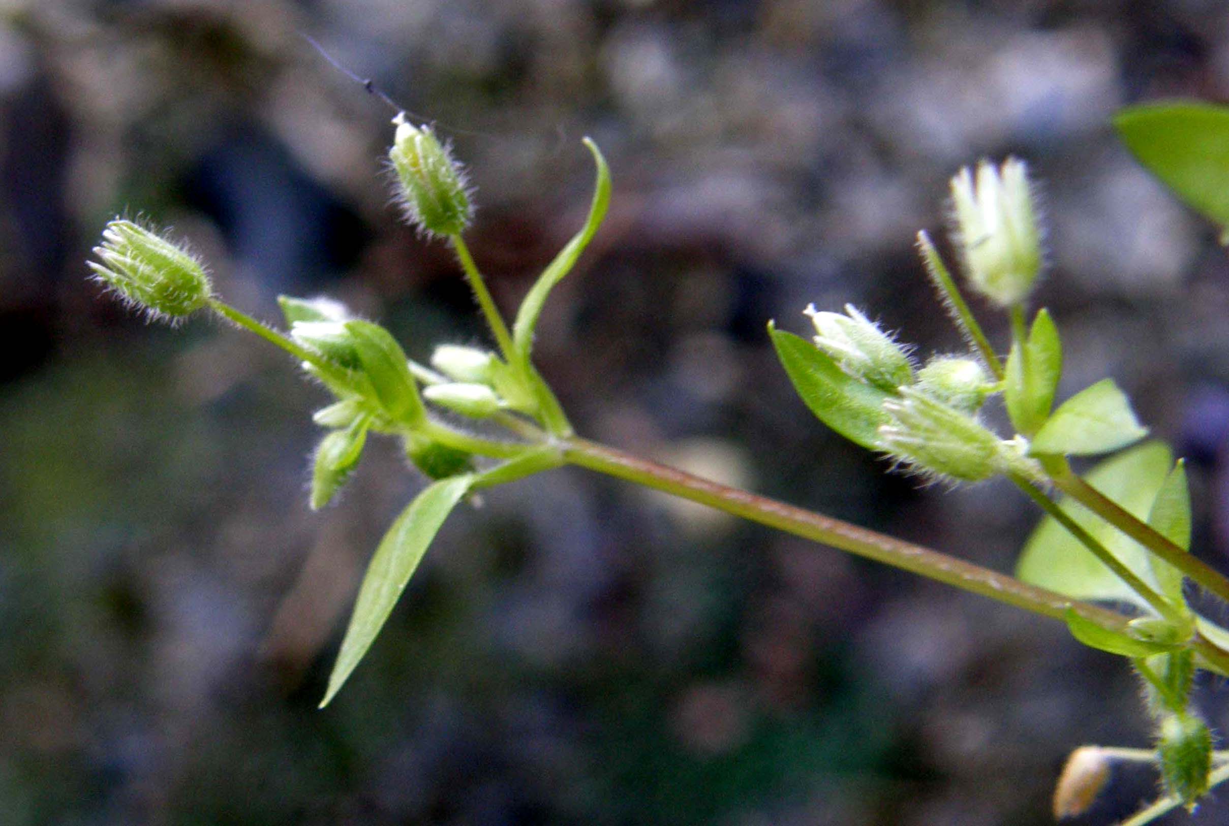 Stellaria pallida / Centocchio senza petali