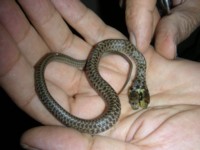 trovato serpente a due teste a Prato