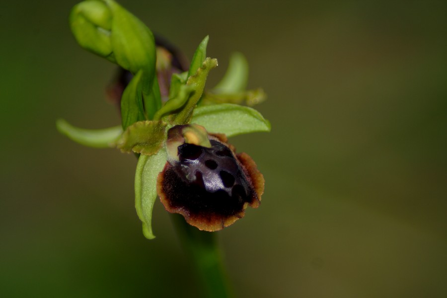 orchidee a macchiagrande: Ophrys ...