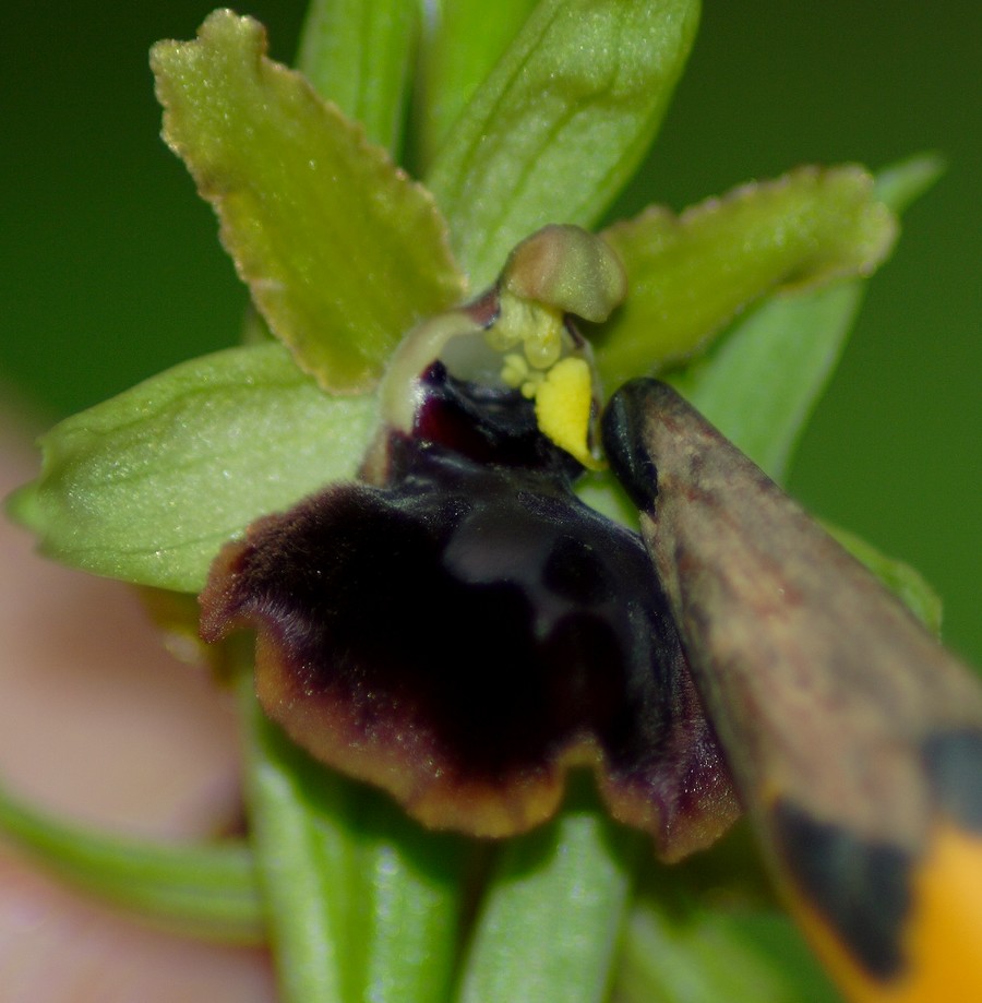 orchidee a macchiagrande: Ophrys ...