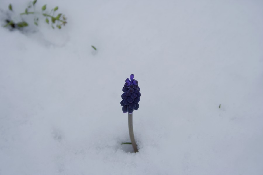 disperso nella bufera di neve