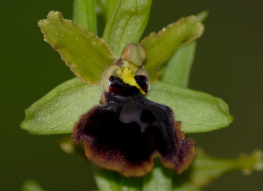 orchidee a macchiagrande: Ophrys ...