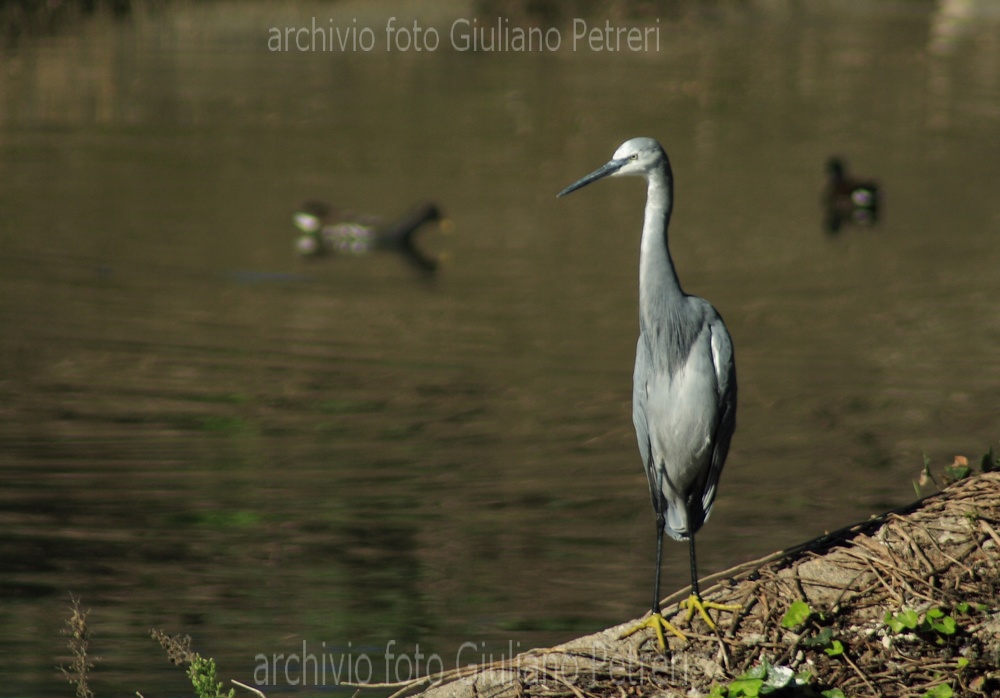 garzetta schistacea - Egretta gularis