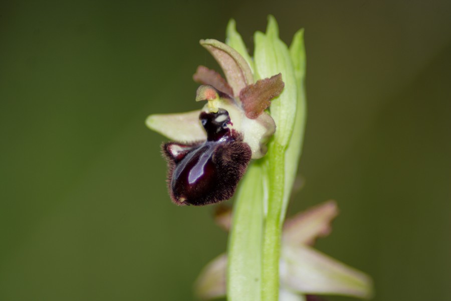 orchidee a macchiagrande: Ophrys ...