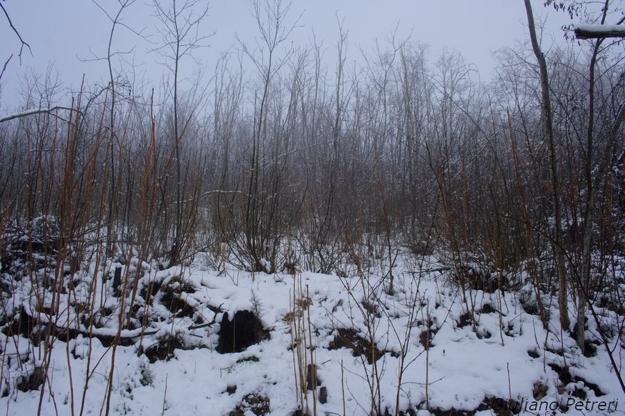 disperso nella bufera di neve