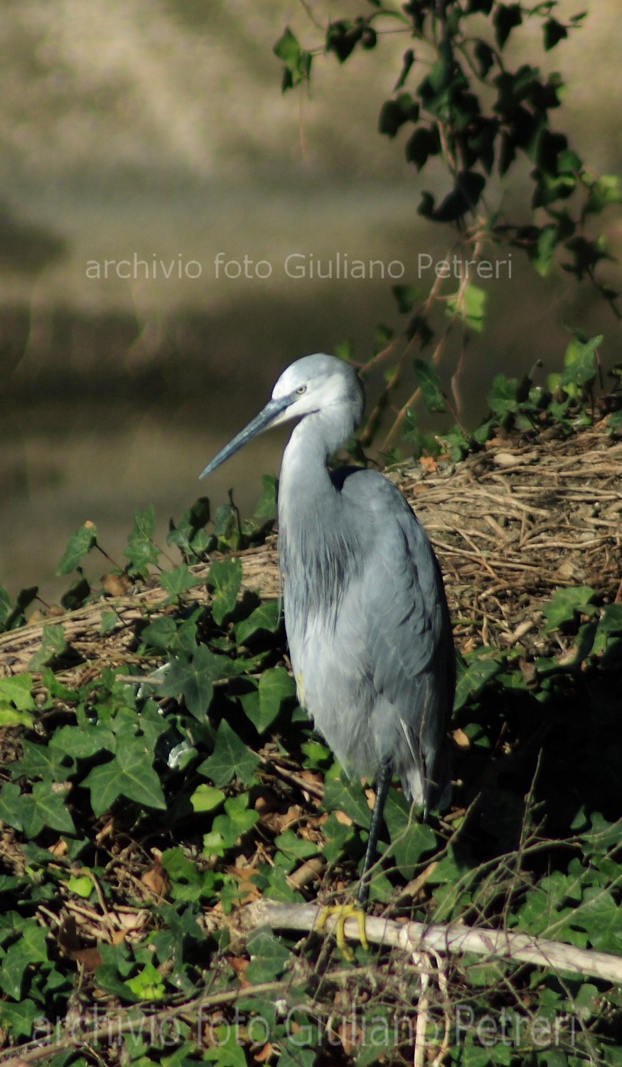 garzetta schistacea - Egretta gularis