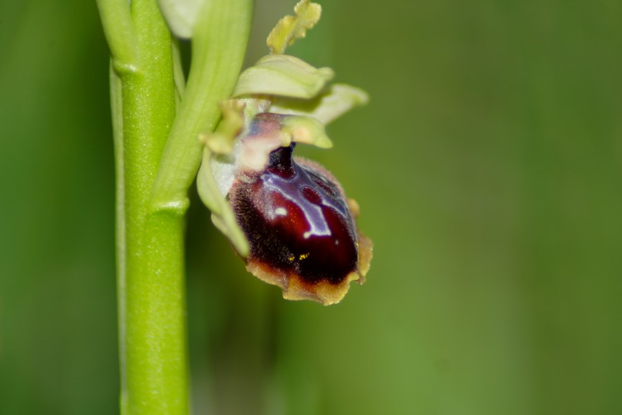 orchidee a macchiagrande: Ophrys ...